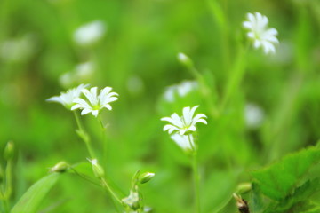 花草