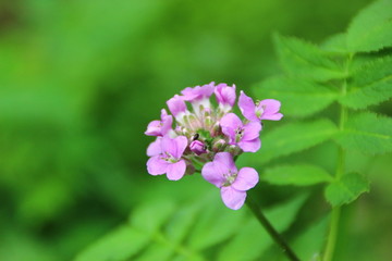 花草