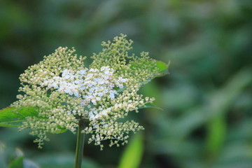 花草