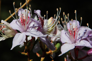 桃花花蕊