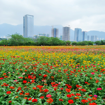 百日菊