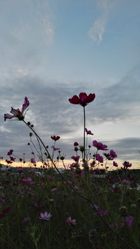 梅花夕阳