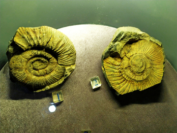 菊石化石标本