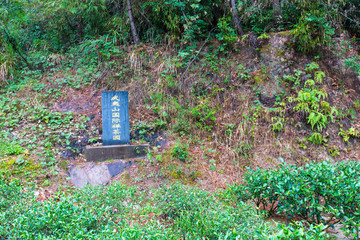 武夷山风景区武夷山国际禅茶园