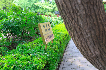 北京景山公园蝴蝶槐