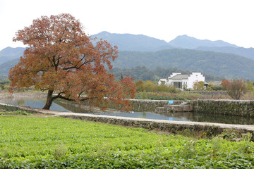 田野一棵树