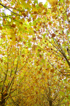 秋天的泡桐树