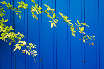 蓝色背景前的枝叶