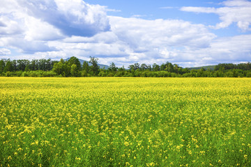 阿尔山油菜花海