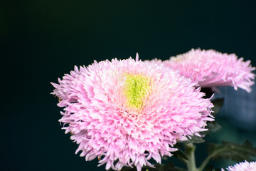 微距粉色菊花
