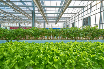 蔬菜高效生产温室