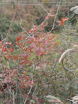 野花野草