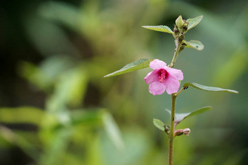 野花