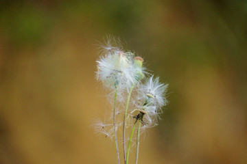 野花