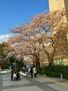 樱花树