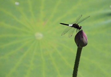 蜻蜓