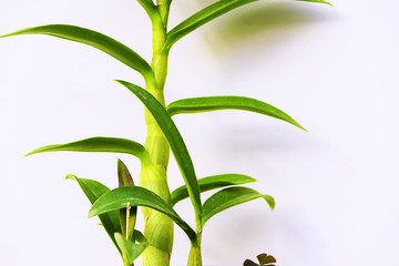 石斛茎叶特写