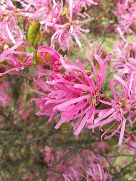 繁花似锦