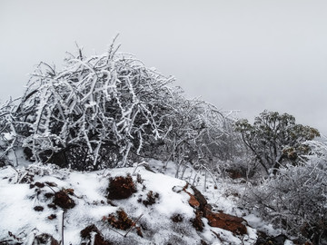 雪景