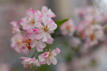 粉色的花