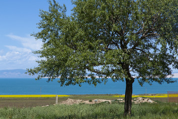 青海湖边的树