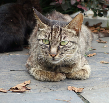 狸花猫