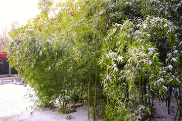 雪后竹林