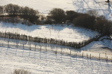 雪地树林