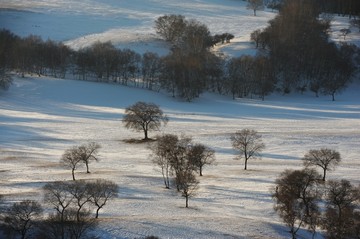 雪地树林