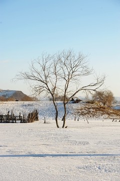 雪地树林