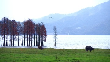 宁波余姚四明湖红杉林生态湿地