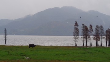 红杉林生态湿地