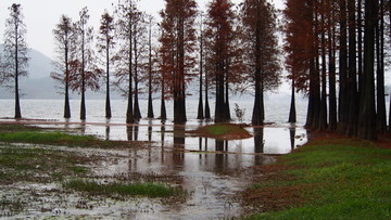 池杉林生态湿地风光