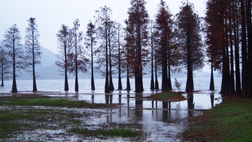 池杉林生态湿地风光