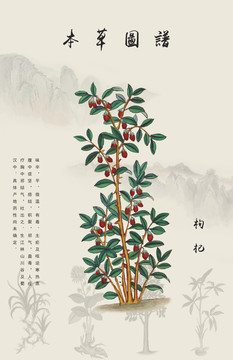 枸杞