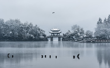 雪中曲院风荷