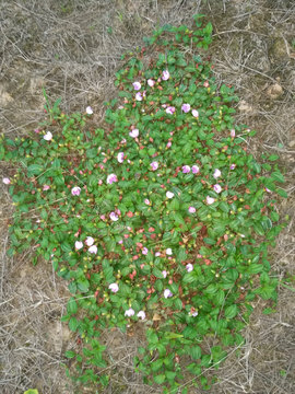 野草