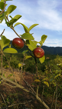 茶子树