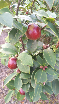 茶子茶树