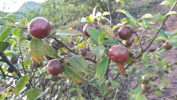 茶子茶树