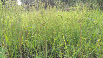 野花野草