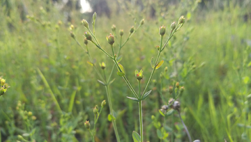 野花野草