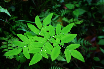 药用植物紫萁