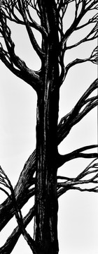 對(duì)屏樹木