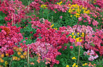 花海