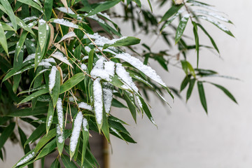 竹叶雪景