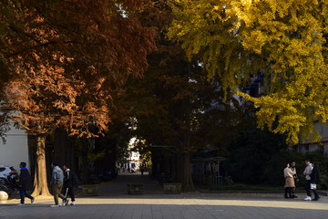 秋天的西华大学