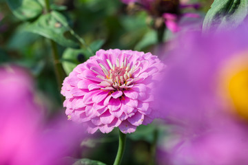 菊科花卉