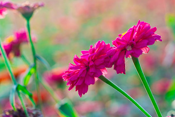 菊科花卉