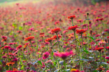 菊科花田